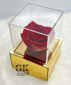 rose-javdan2