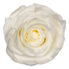 سفید